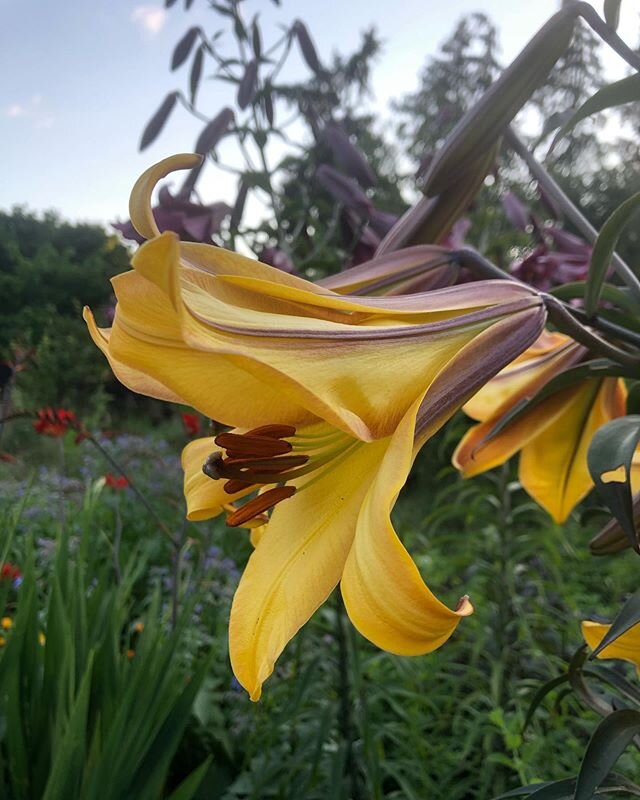 These lilies are over 6ft tall and are soo fragrant.  Just opened today. 😍