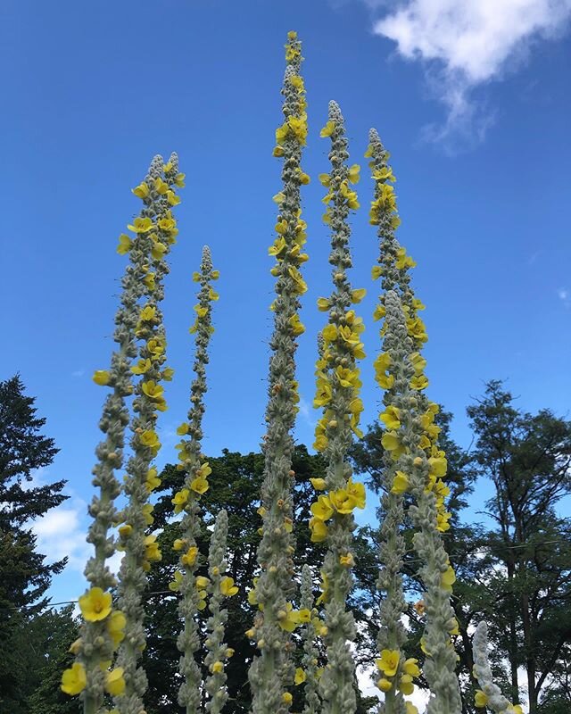 My Mullein friend is soo tall