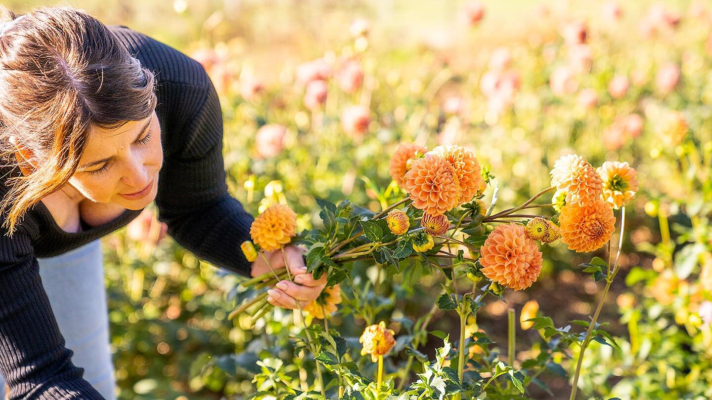 Dahlia Tubers!

Wow!! We have had so many orders which pleases me as dahlia&rsquo;s truly are such a beautiful addition to any garden that I just love sharing them with you. Highly addictive with so many delicious varieties available that you just wa