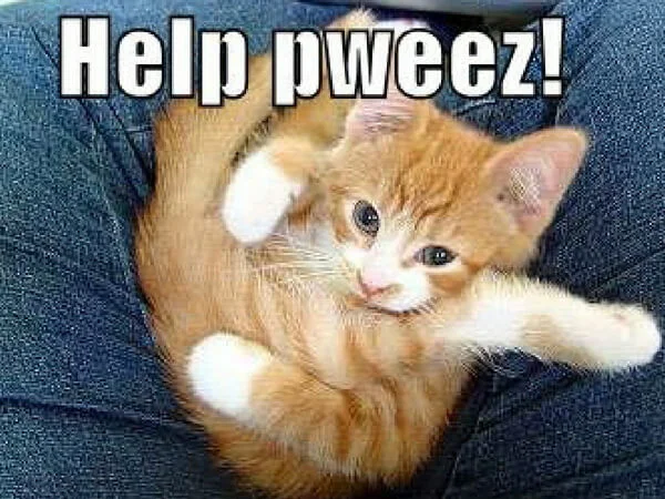 Courtesy of: https://rilawjournal.com/funny-kitty-funny-myniceprofile.html