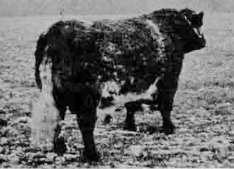 Hilldale Commander-b.jpg