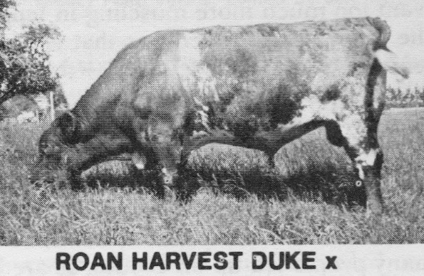 Roan Harvest Duke (1).jpg