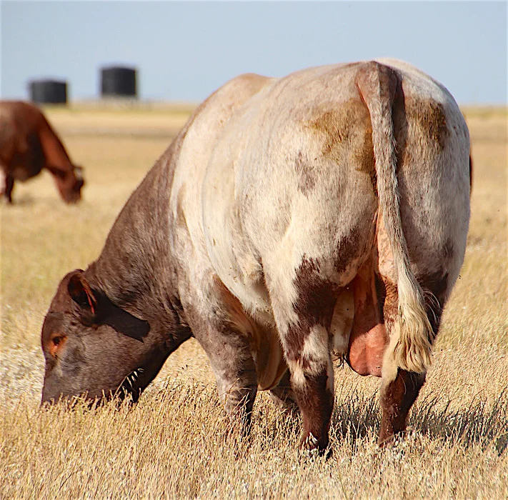 Meat Packer