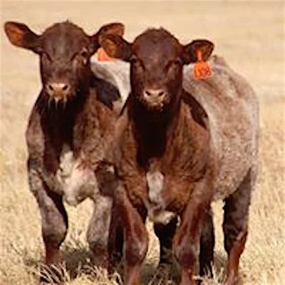 2 Daughters of Meat Packer