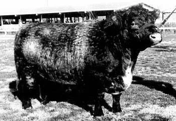 Hilldale Geronimo.jpg