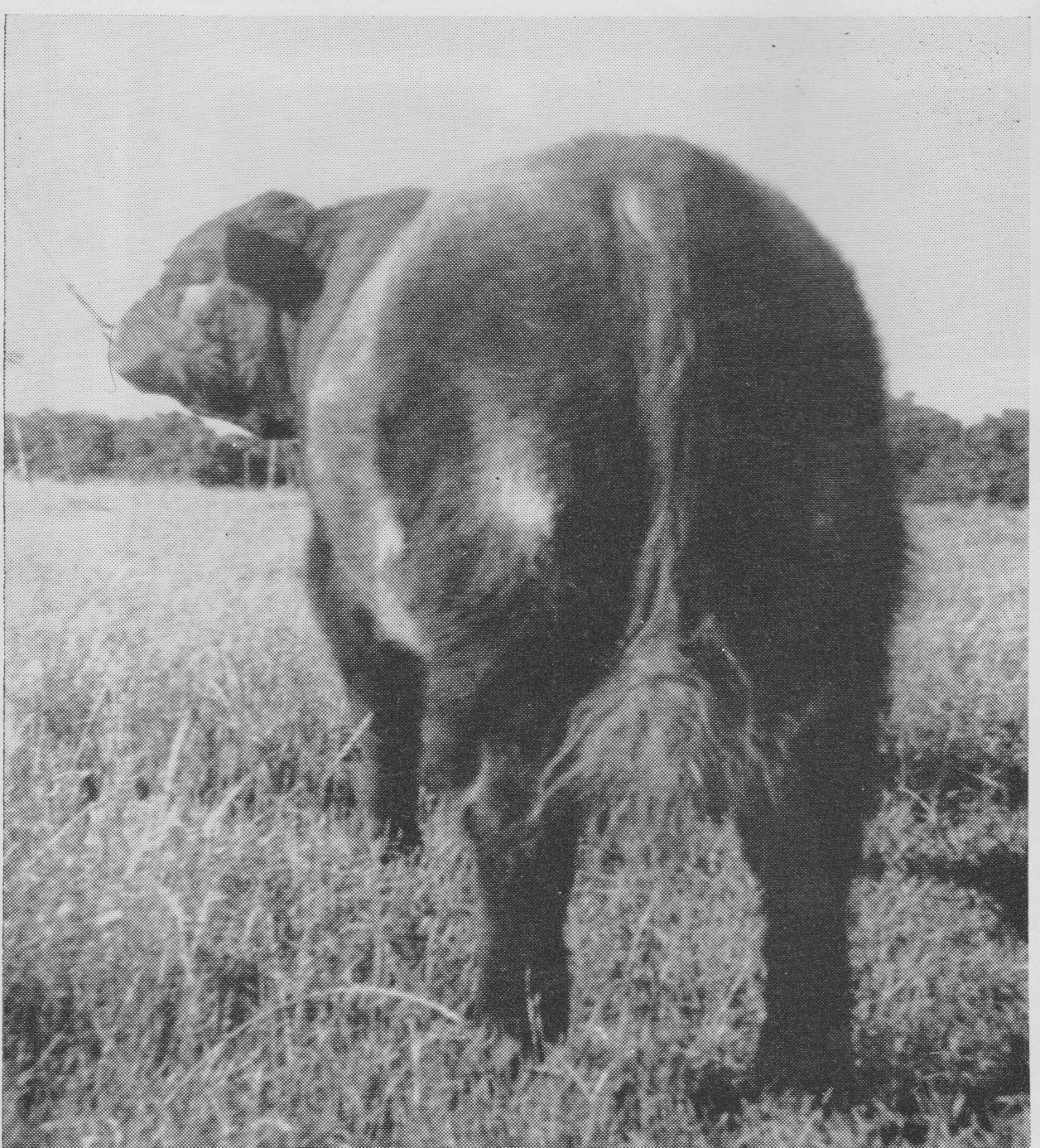 KC Clipper Duke rear.jpeg