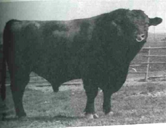 newbiggon jumbo.png