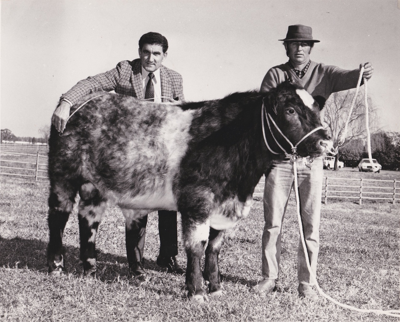 Mandalong Super Flag at 8 mo. old, weight 962 lbs.