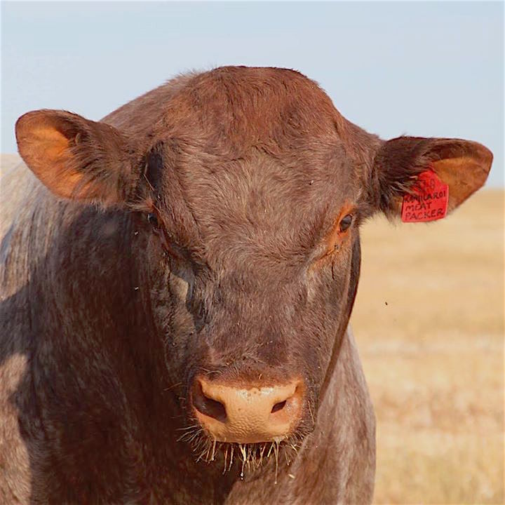 Kamilaroi Meat Packer Shorthorn Select Semen