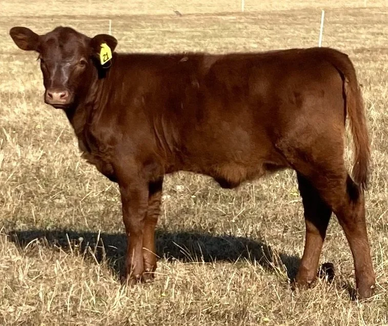 Typical Sgtyrker Calf.jpeg