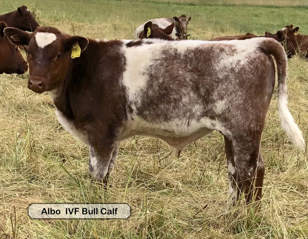 Albo IVF calf.jpg