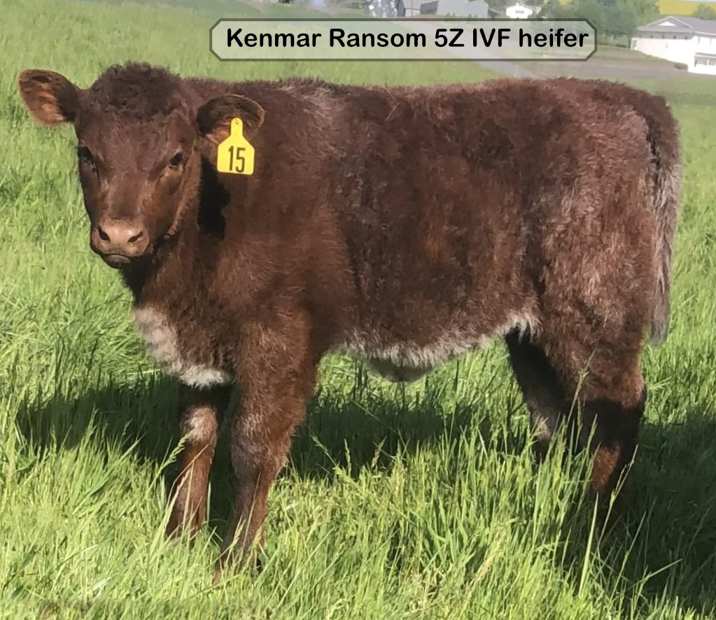 Kenmar Ransom 5Z dtr.jpg