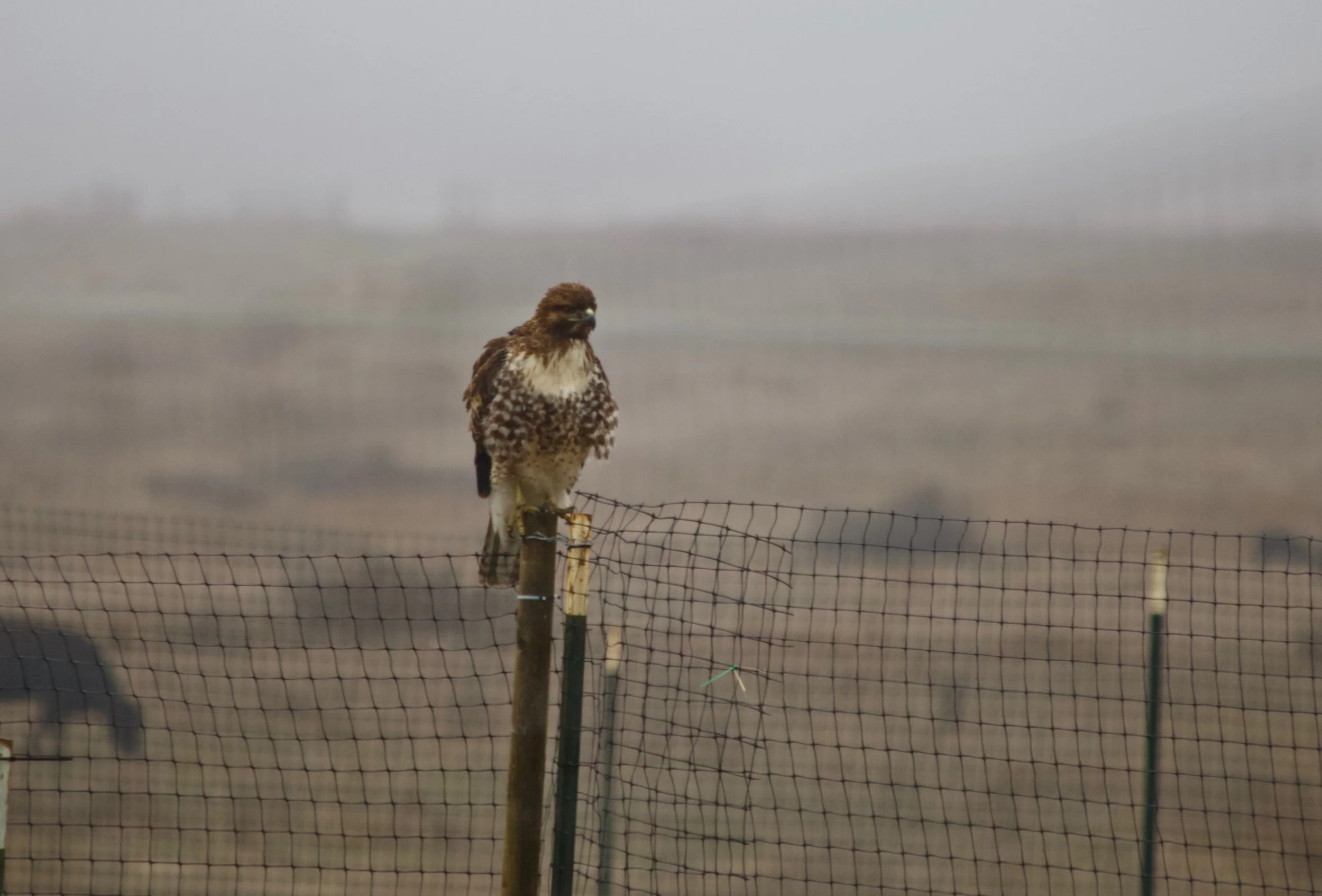 hawk_nature.jpg