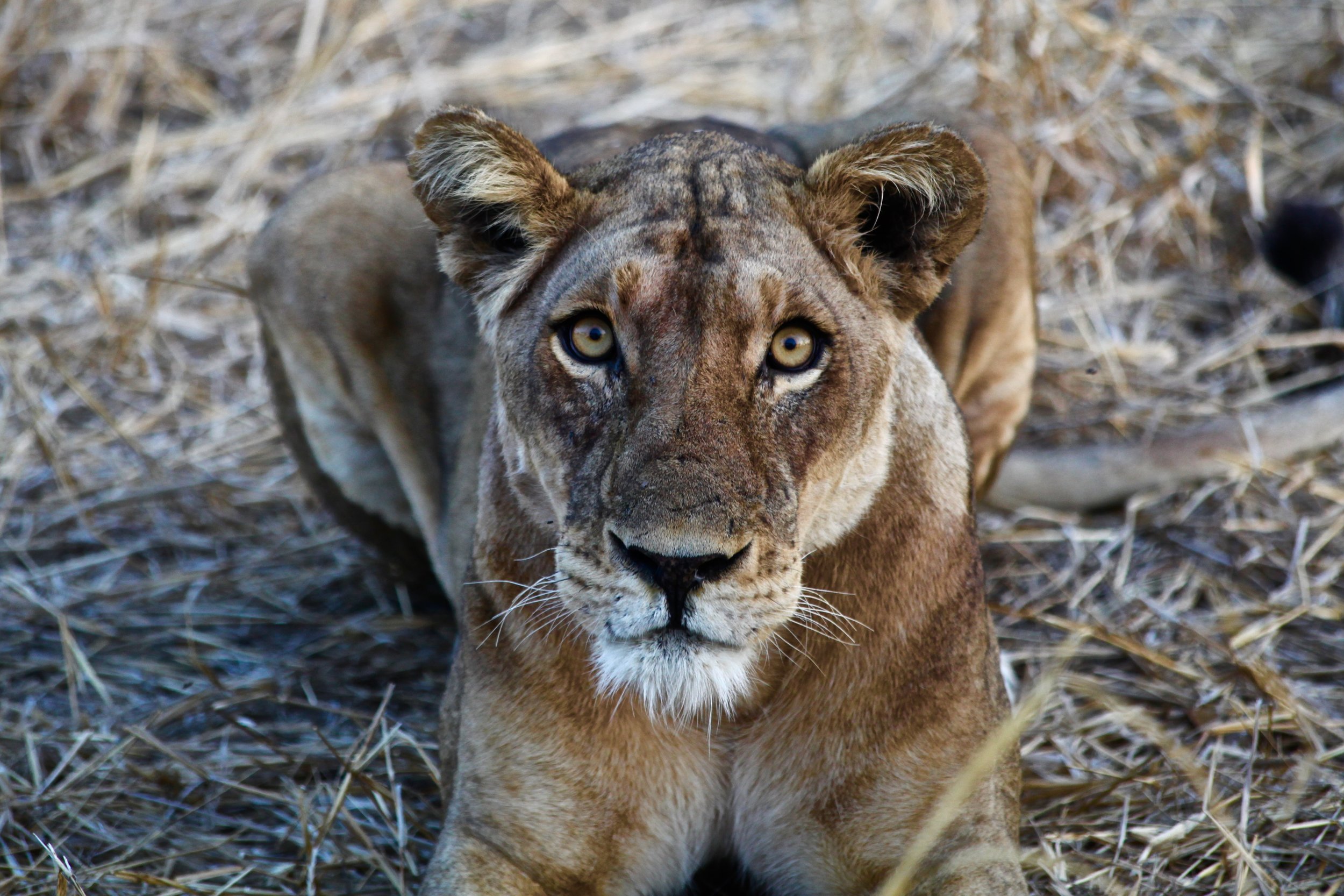 lion_naturephoto.jpeg