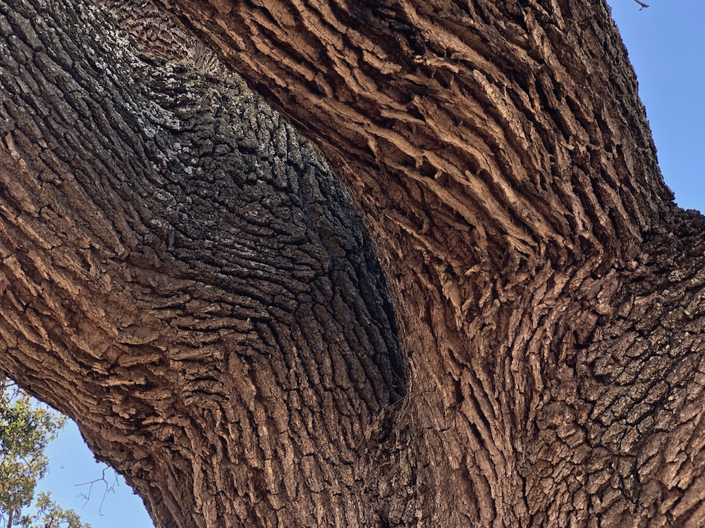 IMG_0101.jpeg