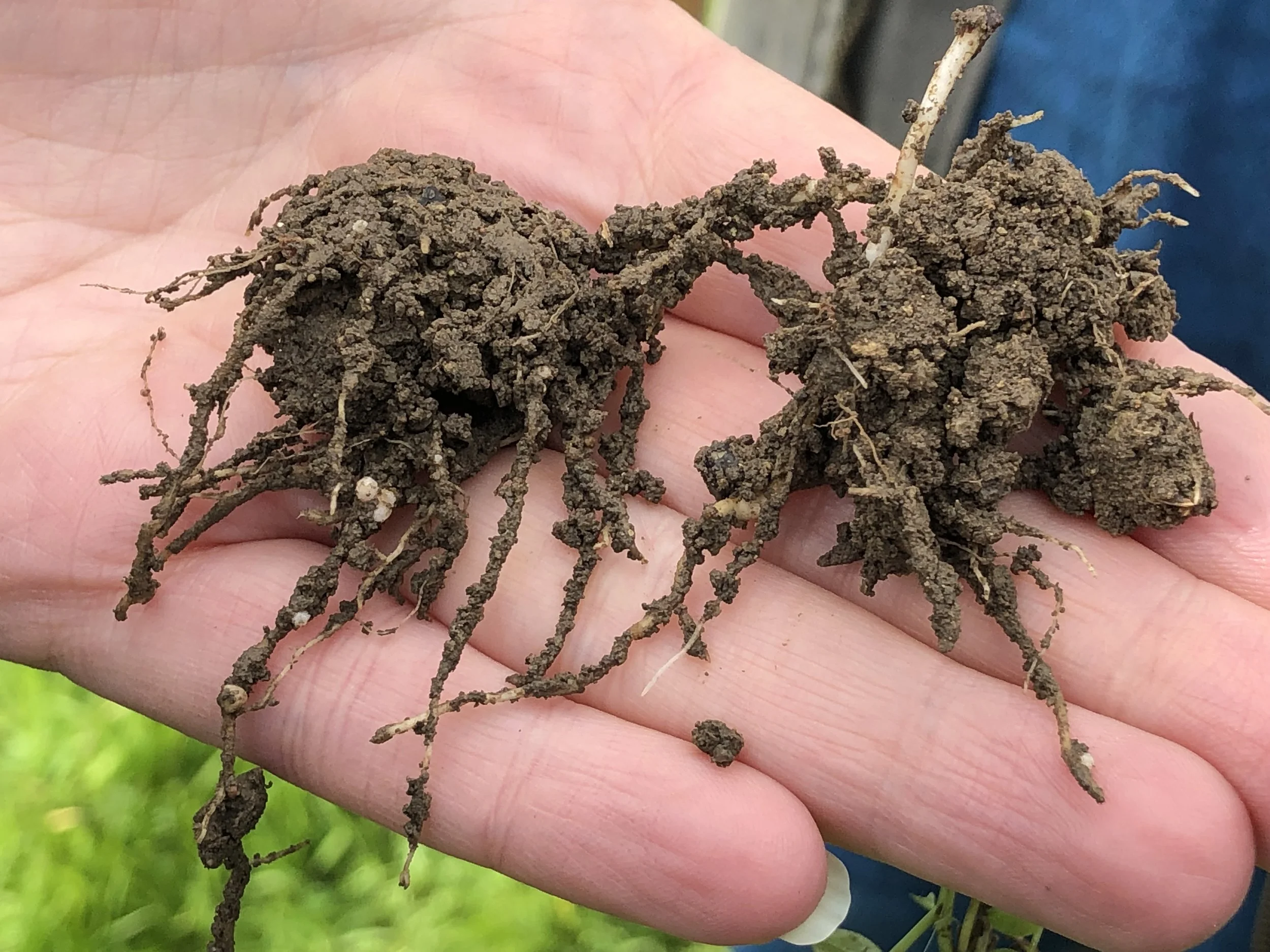 soil_health.jpg