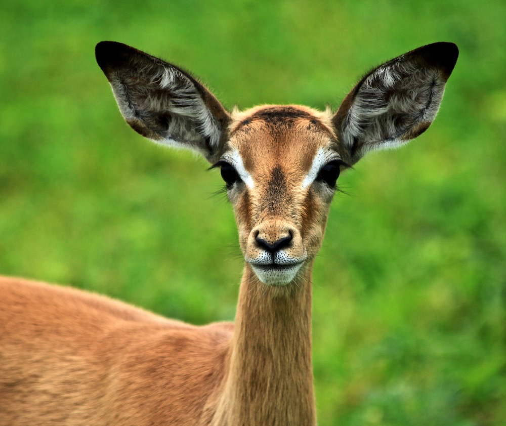 Nature_safari2.jpeg