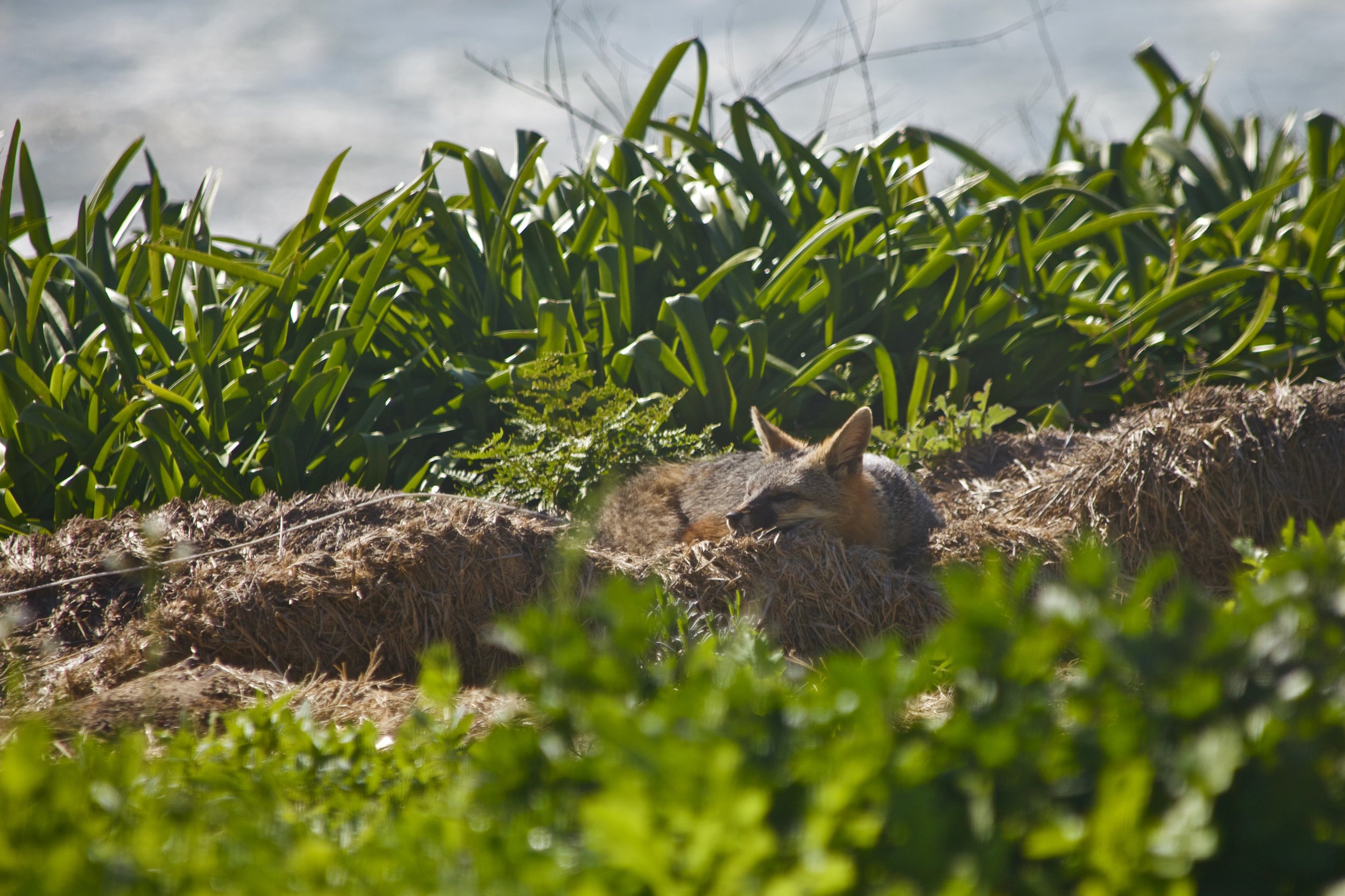 fox_ nature.jpeg