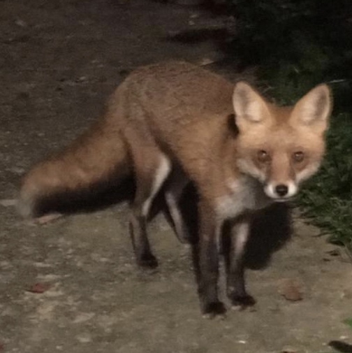 fox1.jpg