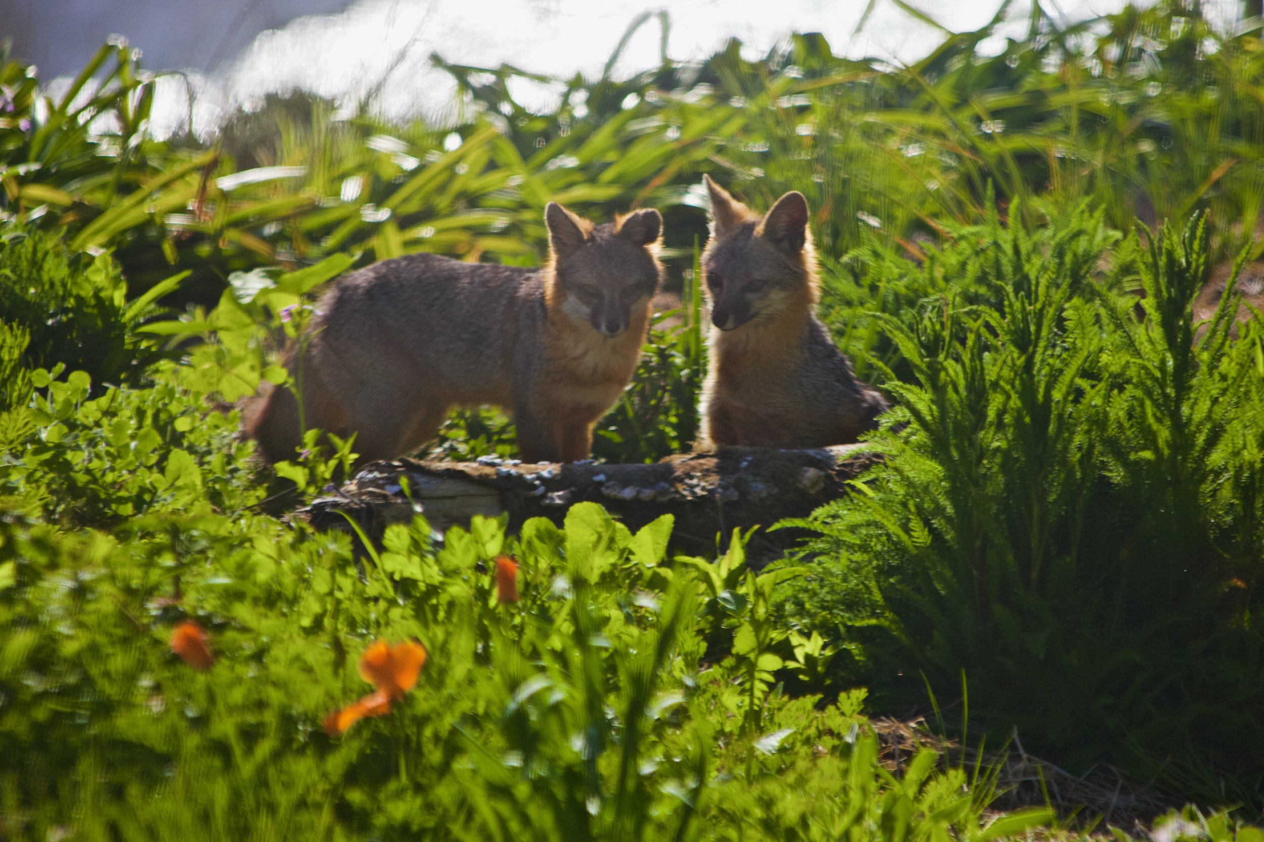 fox_nature.jpeg