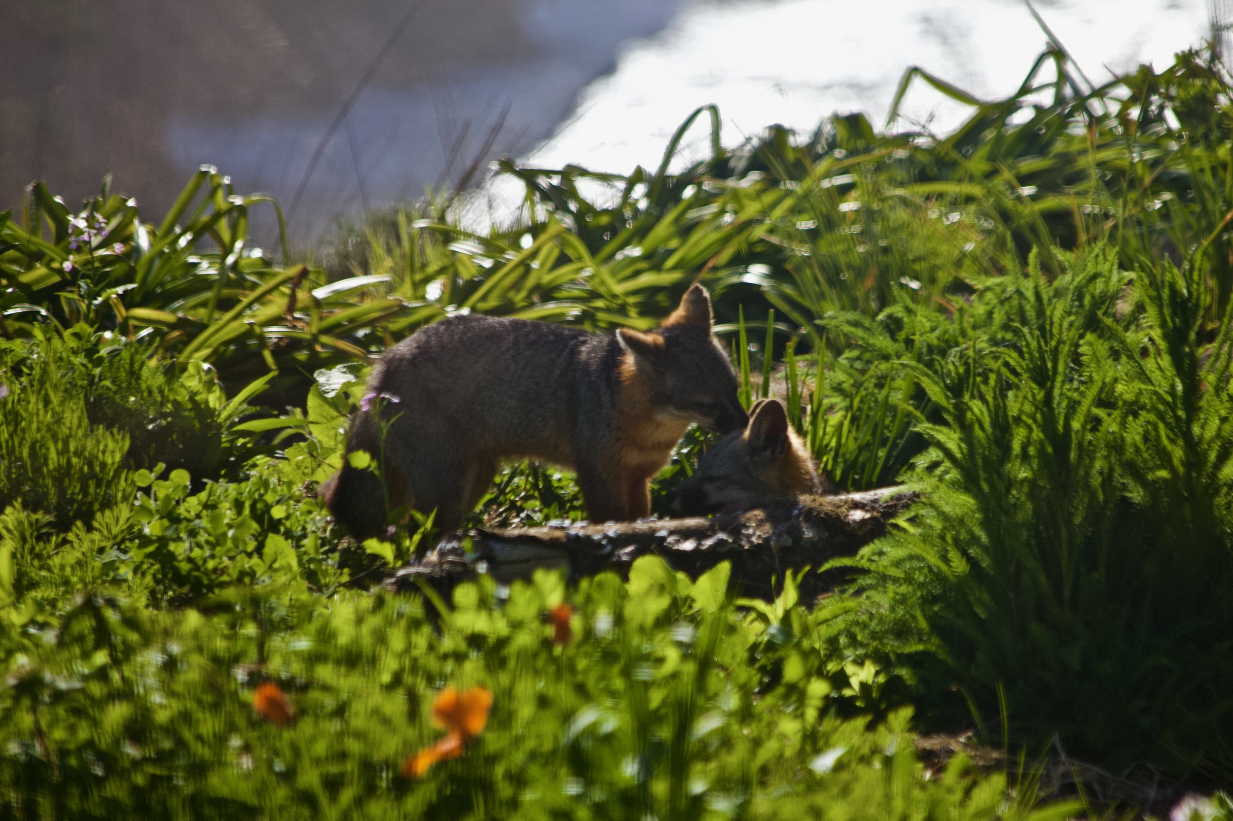fox_nature2.jpeg