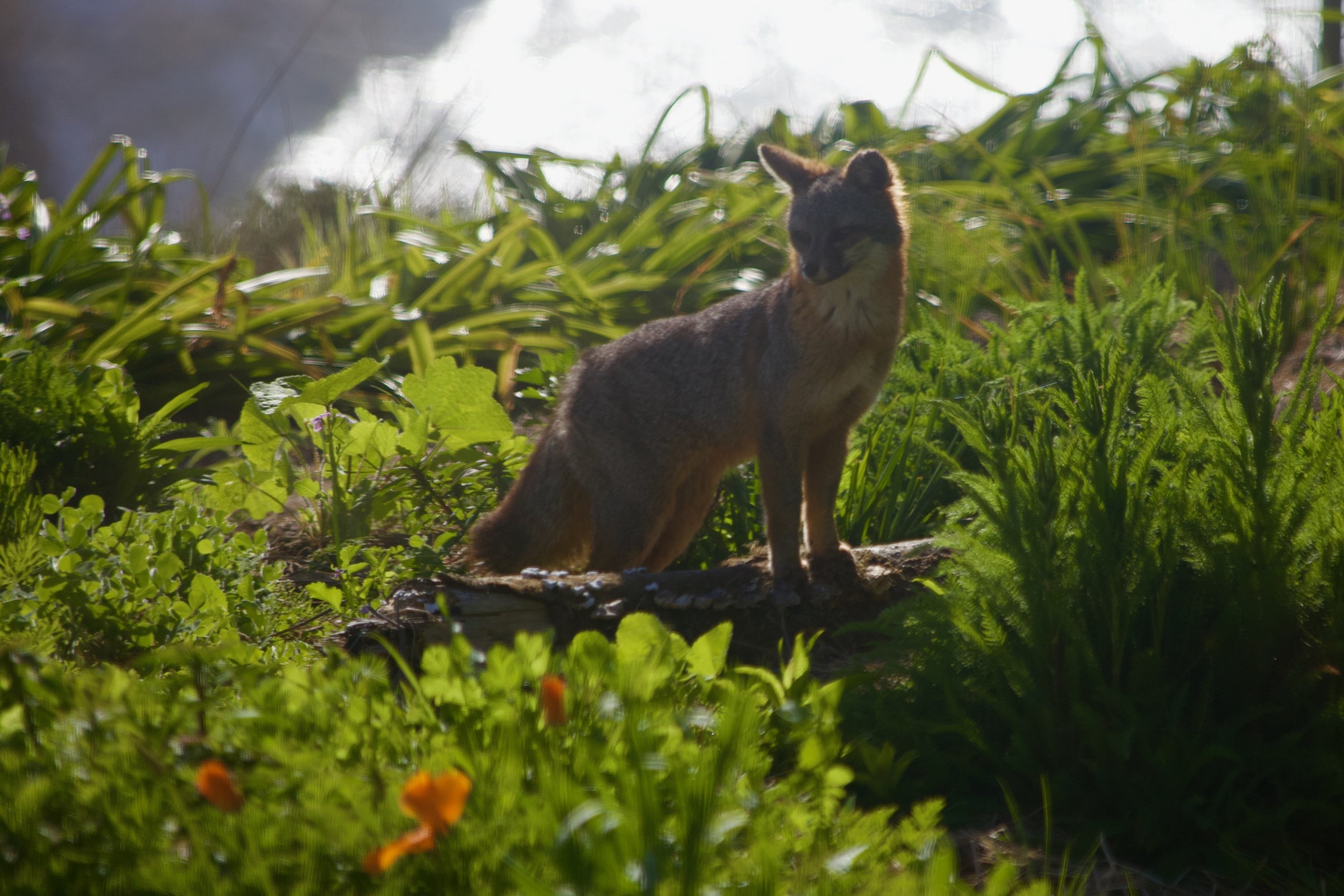 image_fox.jpeg