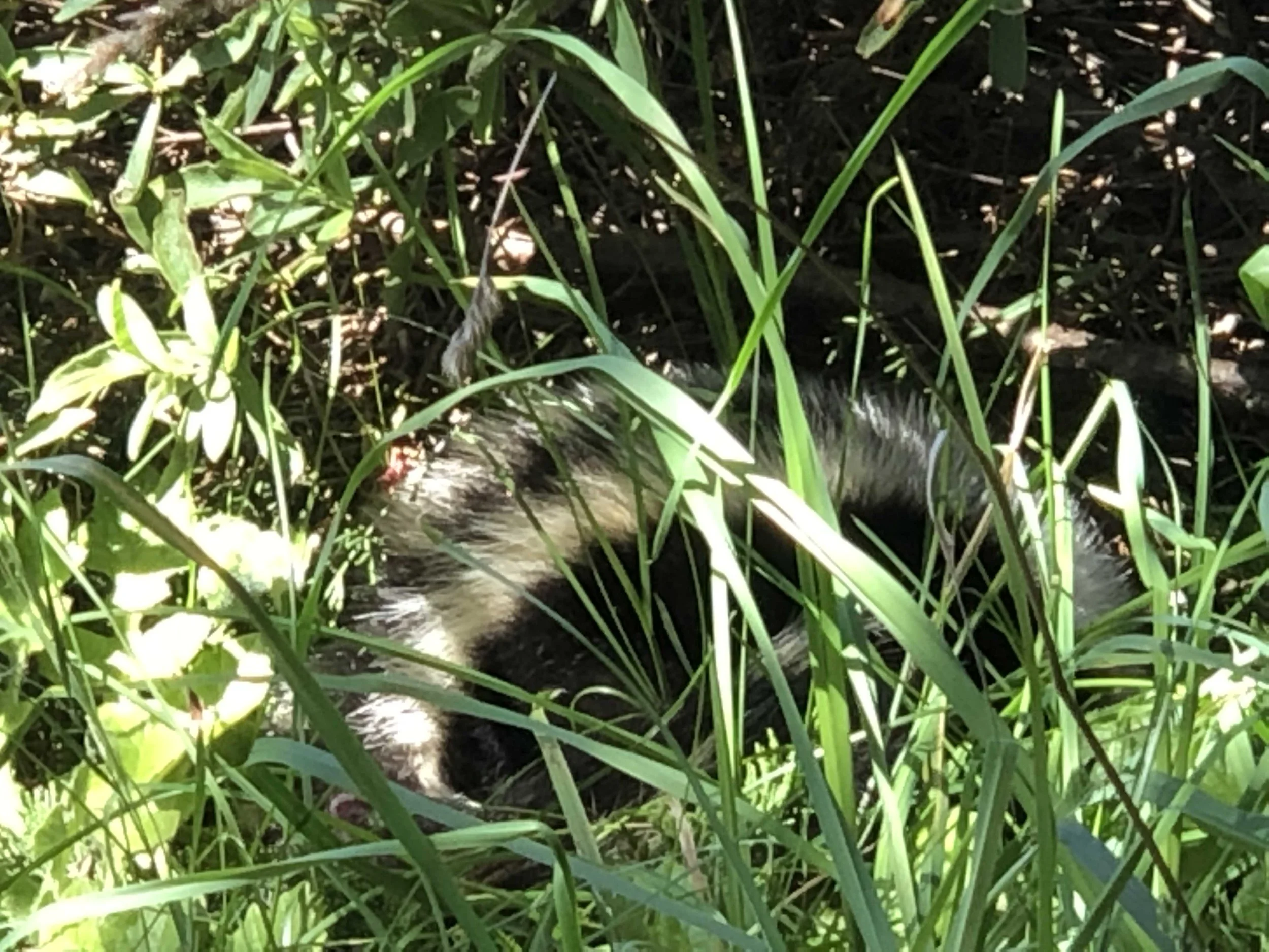 Skunk.jpg