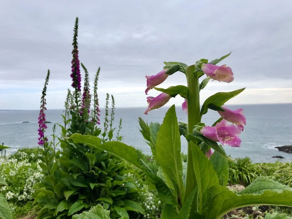 Singing the World Back to Life