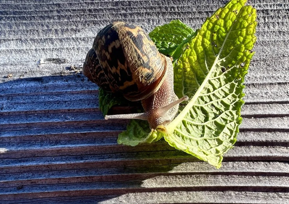 You've Got Snail