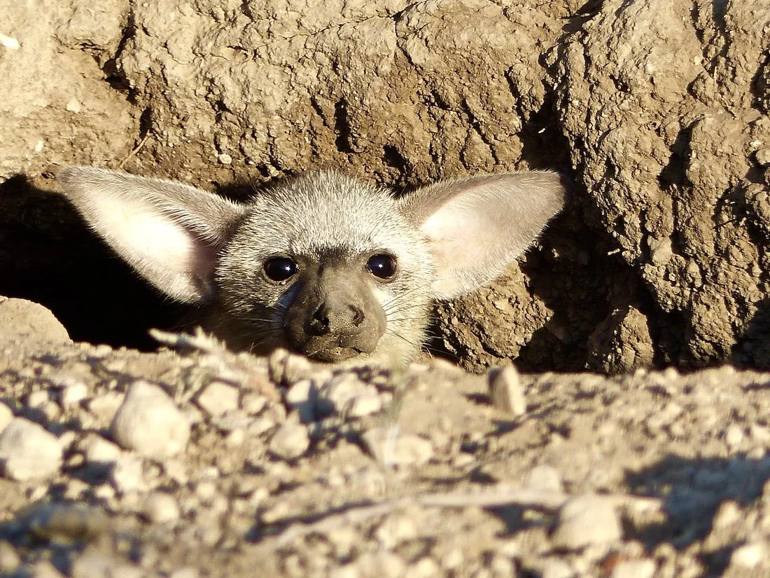 Humans Willing to Listen