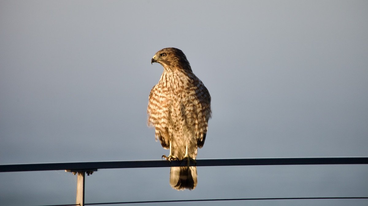 Sacrificing Old Identity 