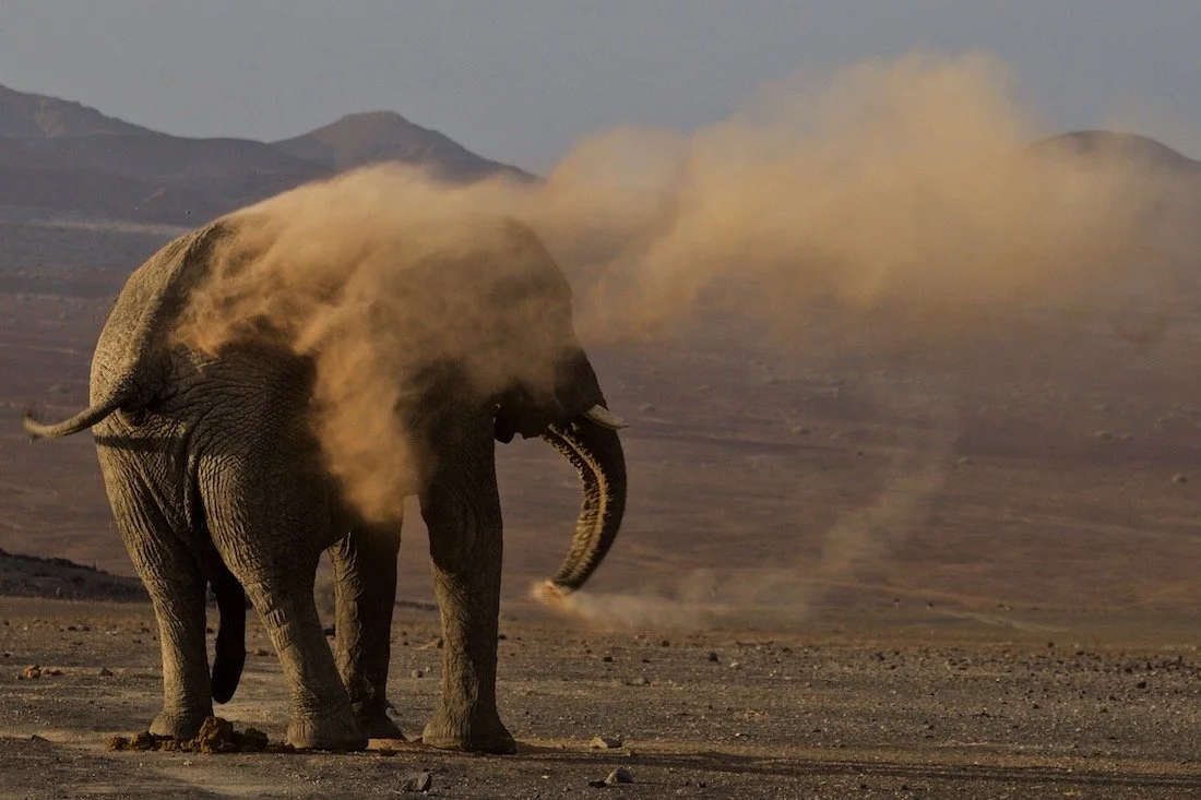 Literature of Restoration Website Going Live on Earth Day, April 22, 2023!