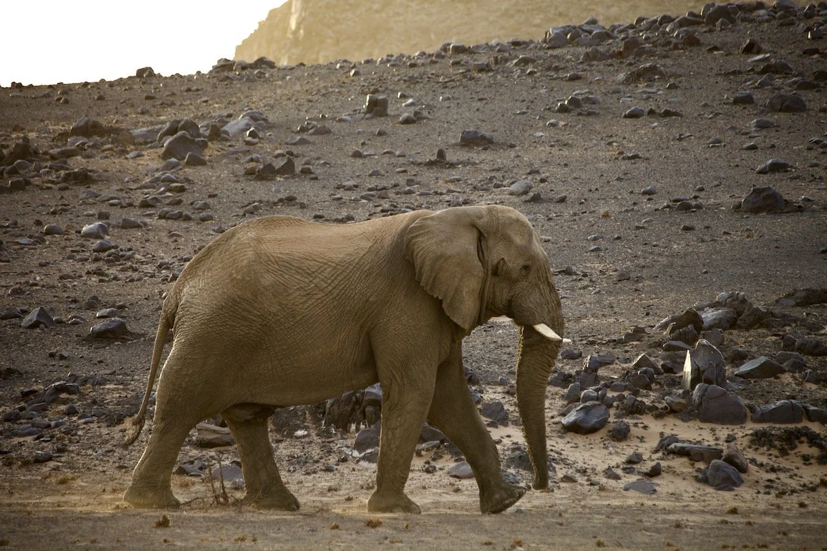 We Cannot Say We Are Not