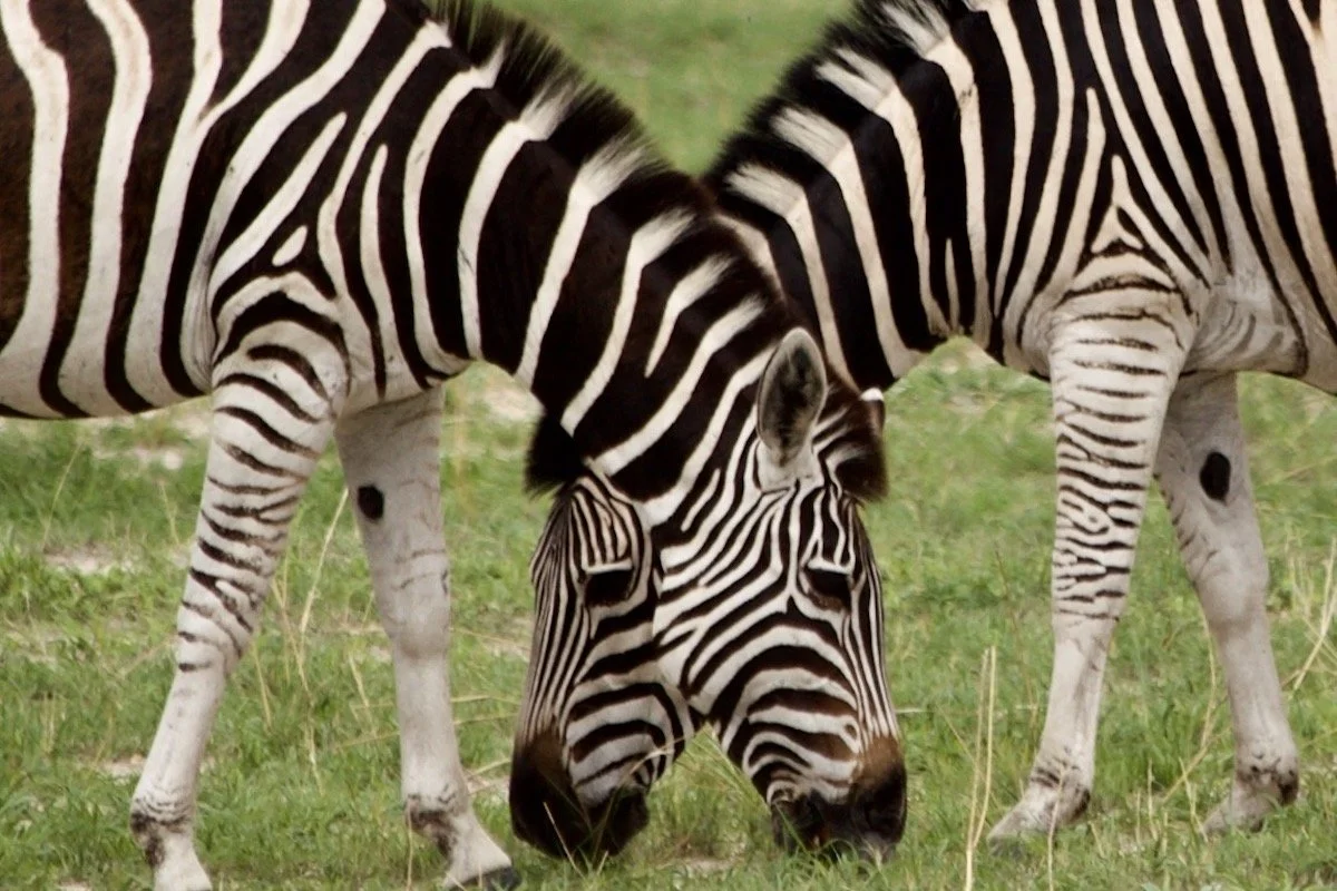 A Murmuration of Zebras 