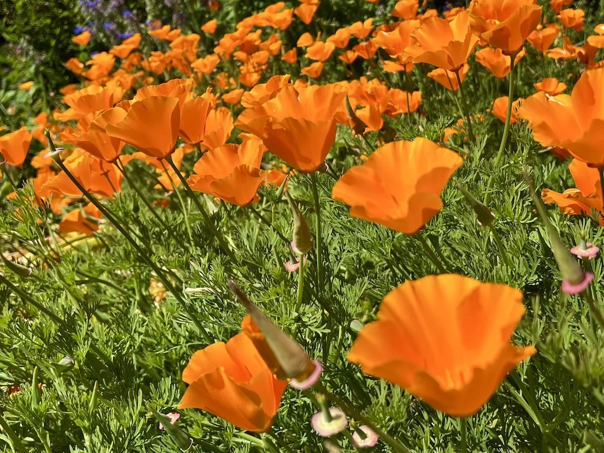 Leap and the Future Will Appear