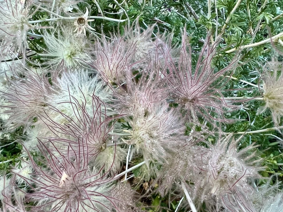 Tending to the Entanglements 