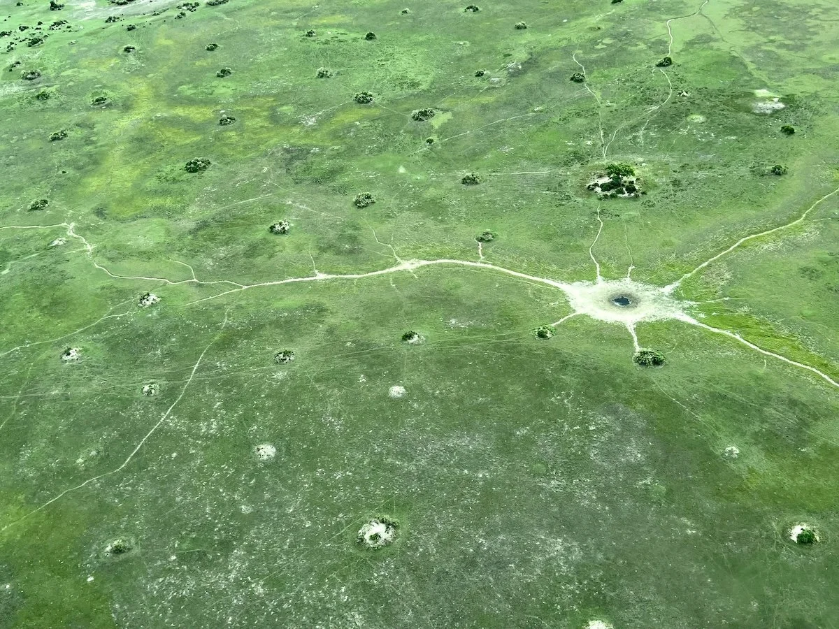 Termites Bring Down the House