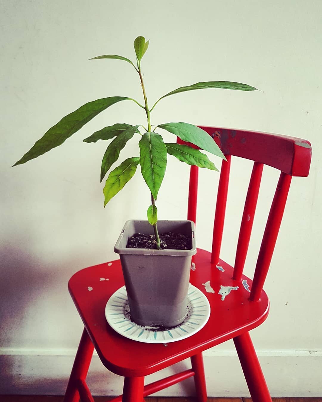 Lockdown avocado: I planted an avocado stone way back in March and now look at it.

Apparently avocado leaves can be used in Mexican dishes, imparting a flavour of anise - anybody tried this?
.
.
.
.
#avocado #avocadoplant #avocado🥑 #avocadostone #a