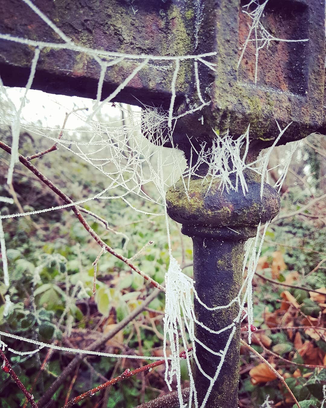 Frost: railings wearing necklaces, a spider flying a kite...
.
.
.
.
#frost #january #winter #london #SE19