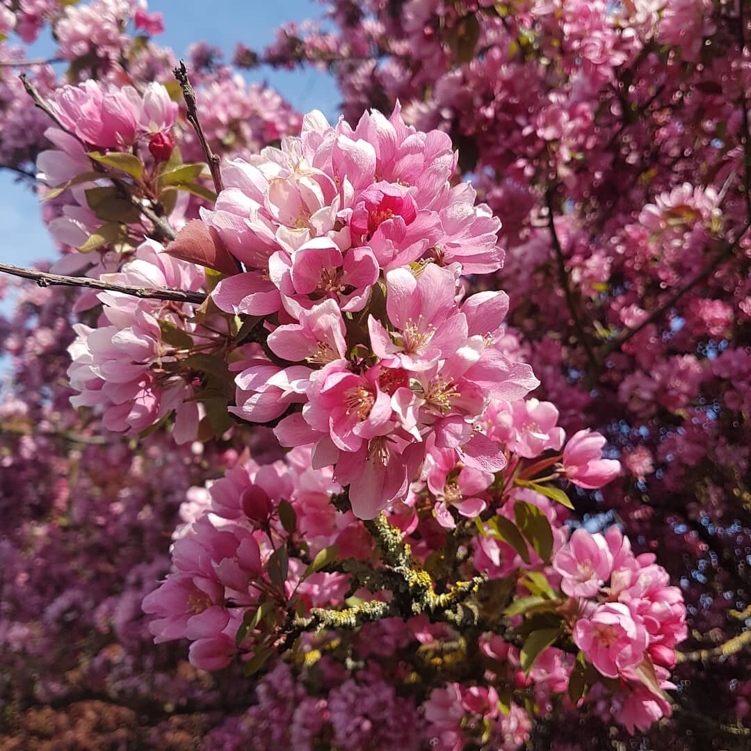 Trees everywhere are showing off!
.
.
.
#blossom #blossoms #blossomwatch #spring #springtime #london #londonlife #alltheflowers #flowerbomb #nofilter #petalpower
