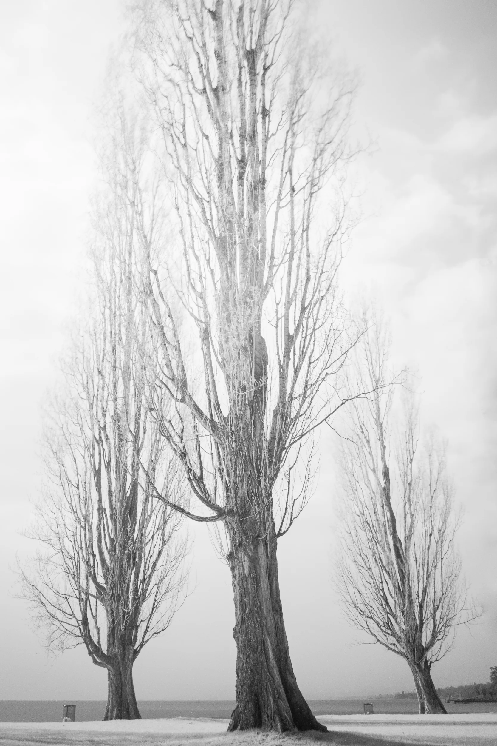 Inferred trees. 