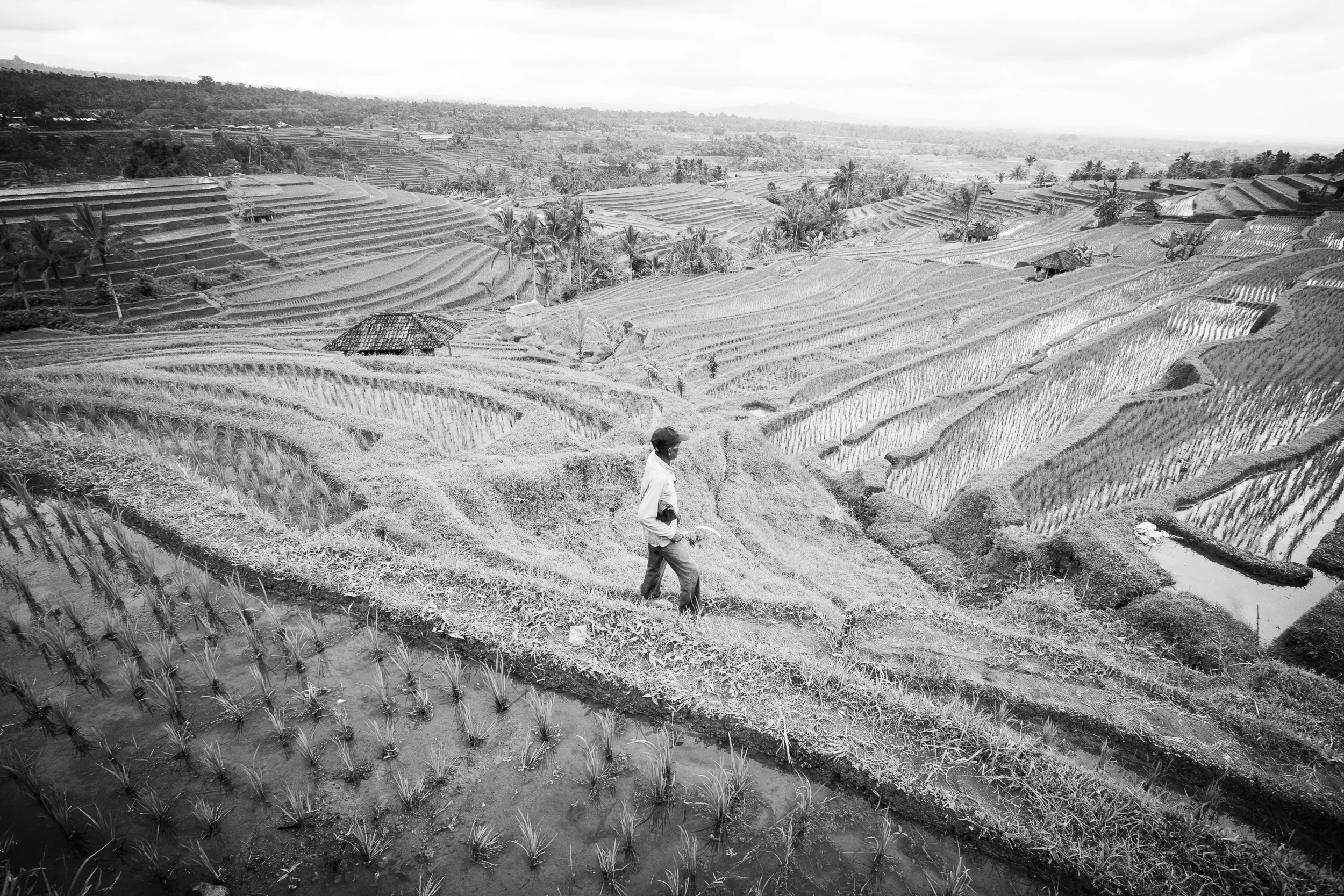 A man works in a rice paddy. Bali 
