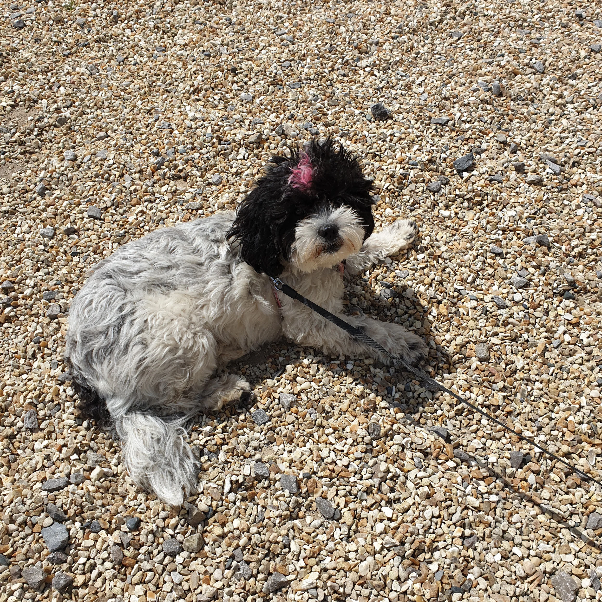 willa dog.jpg