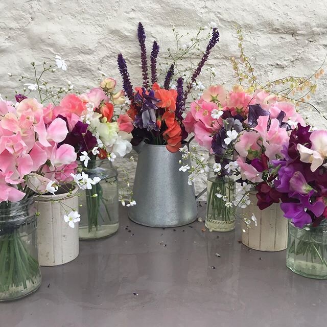 It&rsquo;s wonderful to be growing sweet peas ....these made me think about &lsquo;the tiller girls&rsquo; a line up of beautiful women I used to watch as a girl...does anyone remember them? Or maybe your mother does ( or grandmother!) 😐...
I&rsquo;