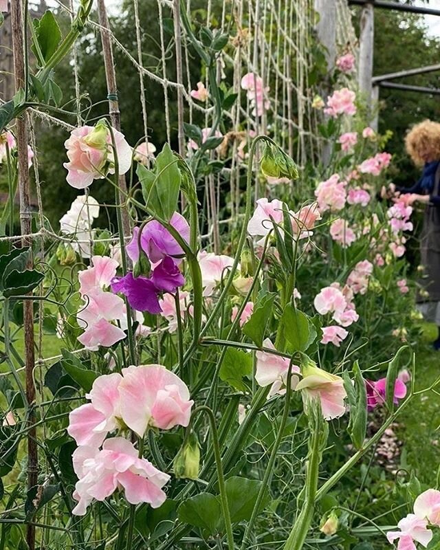 So relieved the sweet peas ( and me!) survived the big heat - out at the crack of dawn watering ...Shed shop open tomorrow (sat) 9-2pm and thinking should we have a garden event soon? 🌻