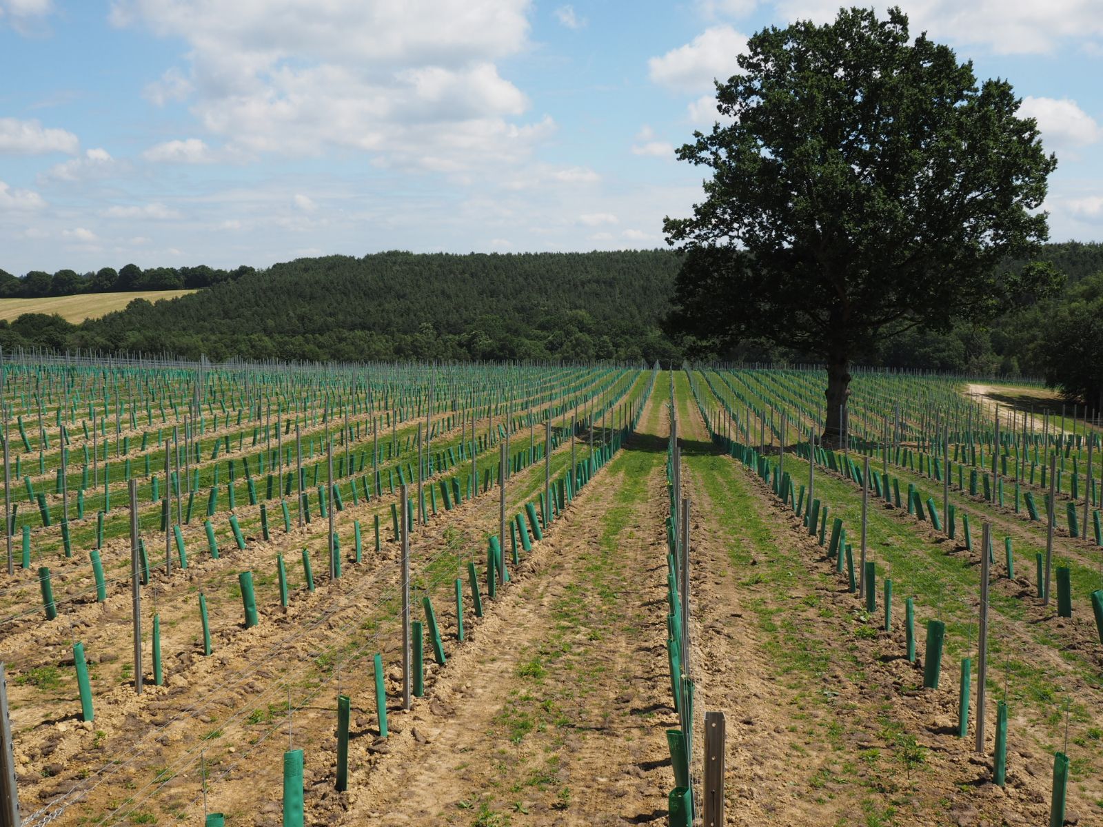 Vinyard 2.jpeg