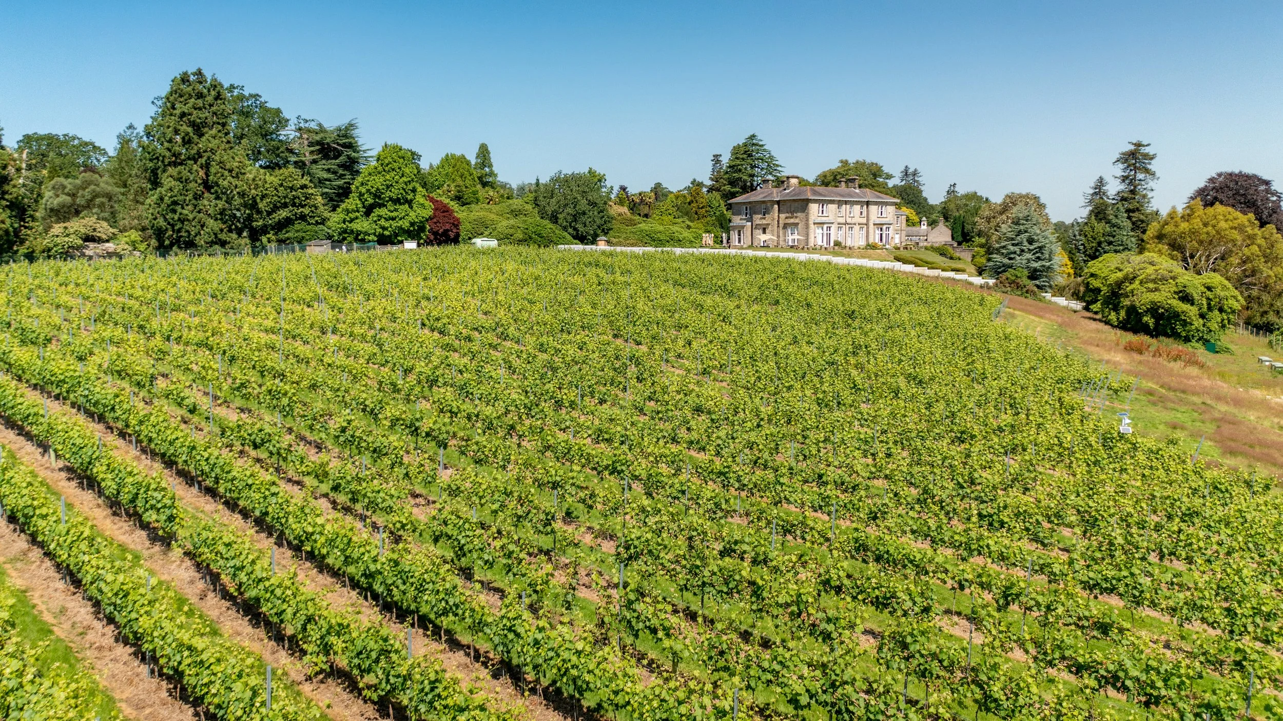 Vineyard Tours Mannings Heath Estate