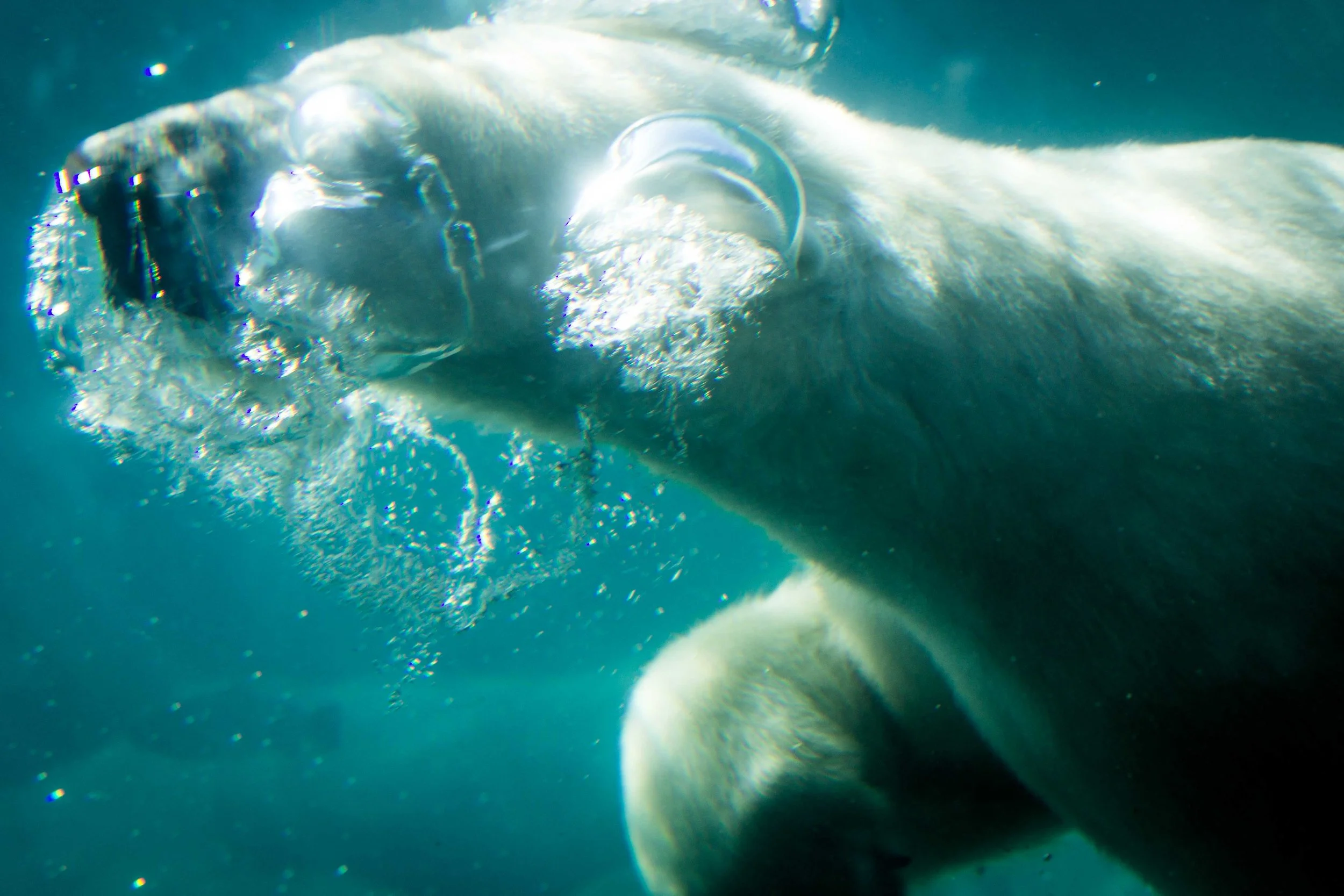 zoozoom-78.jpg