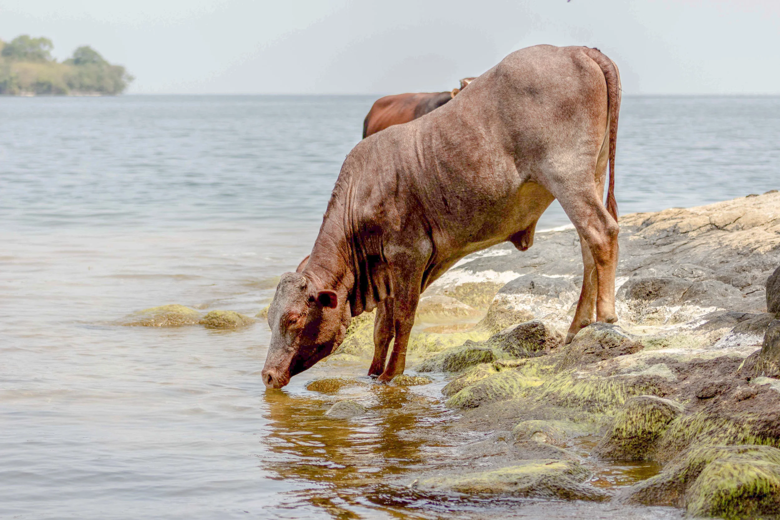 heifer sodt--11.jpg