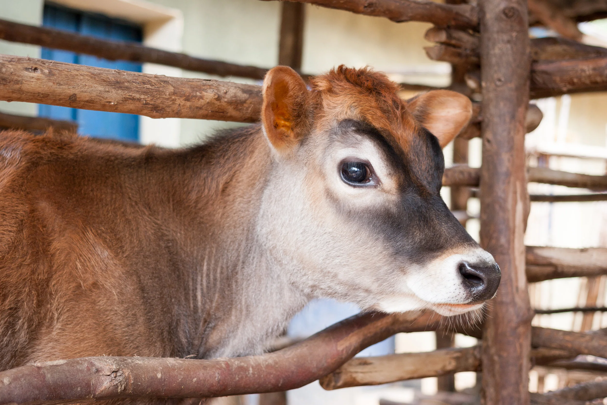 heifer sodt-5317-2.jpg